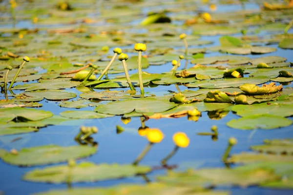 stock image Lilys in the mountain lake