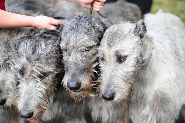 Ιρλανδικό Wolfhound Σκυλιά — Φωτογραφία Αρχείου