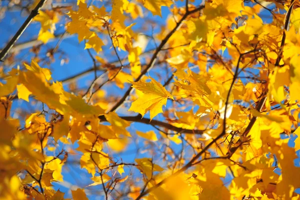 Esdoorn bladeren — Stockfoto