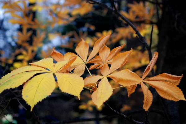 Autumn leaves of chestnut — Stock Photo, Image