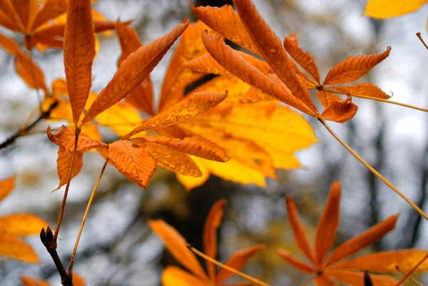 Autumn leaves of chestnut — Stock Photo, Image