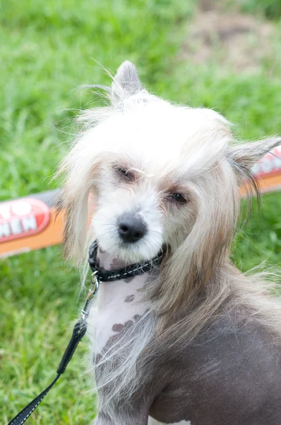 De chinese crested dog — Stockfoto