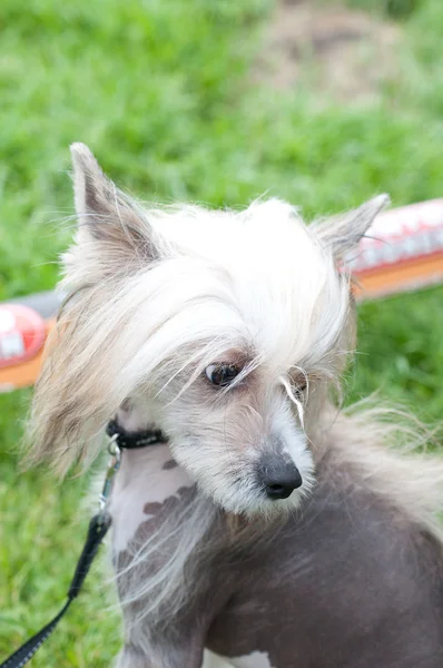 De chinese crested dog — Stockfoto