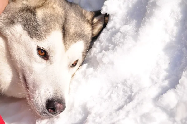 Ένα Σκυλί Από Την Αλάσκα Malamute — Φωτογραφία Αρχείου