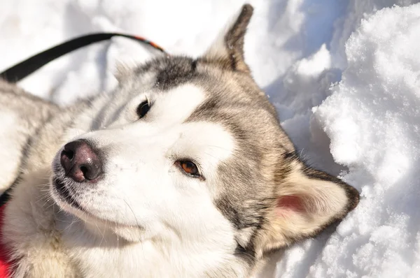 Egy Alaszkai Malamut Kutyák — Stock Fotó
