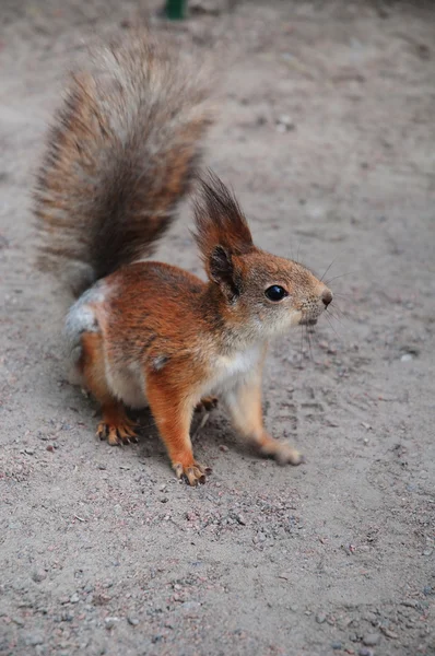 Eine Nahaufnahme Eines Neugierigen Eichhörnchens — Stockfoto