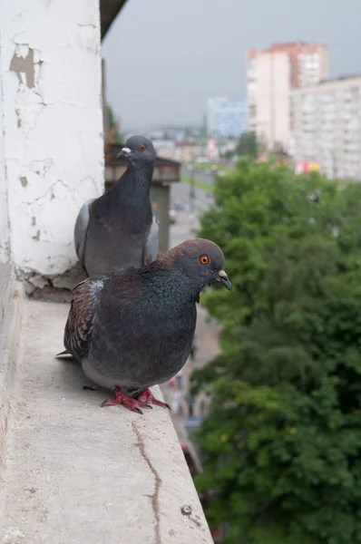 Pigeons gris — Photo