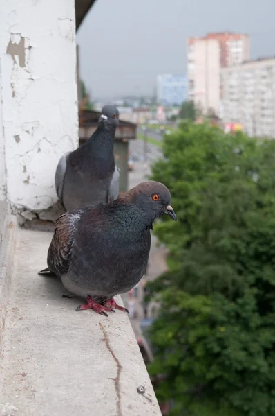 Gri güvercinler — Stok fotoğraf