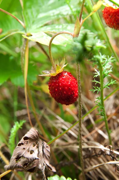 Erdbeeren Wald — Stockfoto
