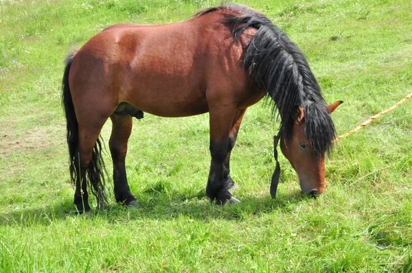 Bruin Paard Een Veld — Stockfoto