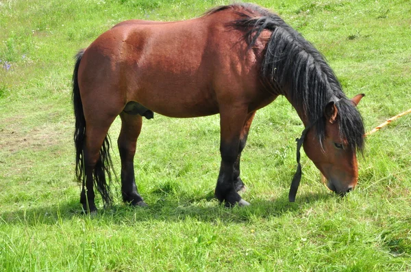 Bruin paard in een veld — Stockfoto