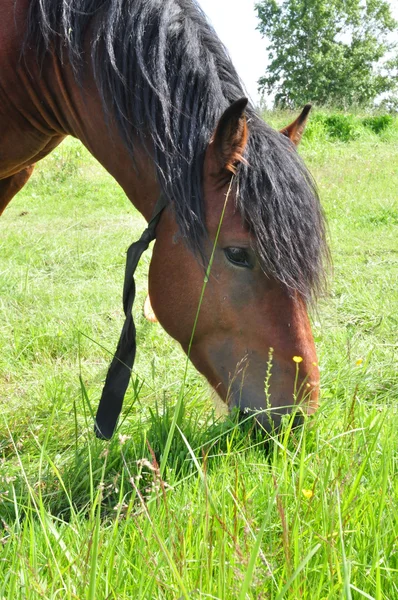 Bruin paard in een veld — Stockfoto