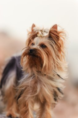 Yorkshire terrier clipart