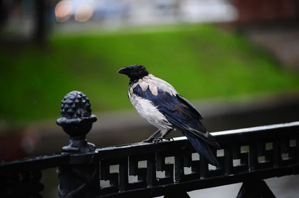 Crow Sitting Fence — Stock Photo, Image