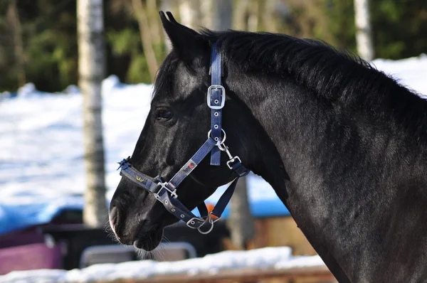 Ritratto Bellissimo Cavallo Sportivo Nero Inverno — Foto Stock