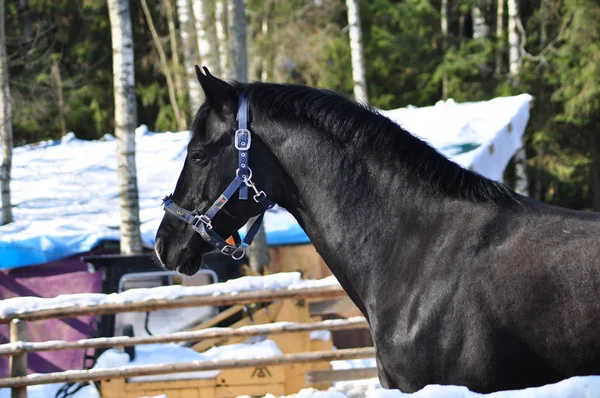 Чёрная спортивная лошадь — стоковое фото