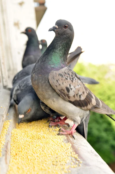 stock image Gray pigeons on a cornice near