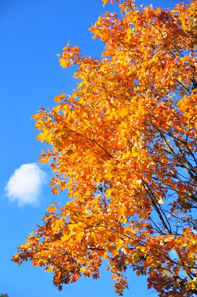 Yellow Autumn Tree Blue Sky — Stock Photo, Image