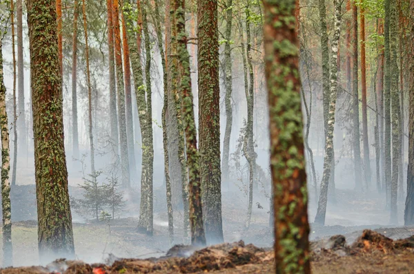 Røyk og ild i skogen. – stockfoto