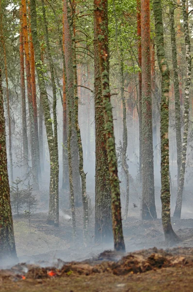 Дым Пожара Лесу Берегу Озера Дип Недалеко Выборга Российская Федерация — стоковое фото