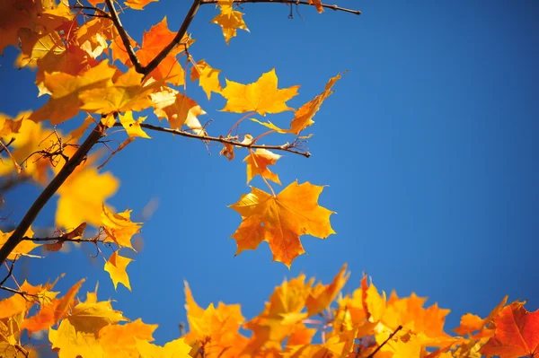 Кленовые Листья Осенью — стоковое фото