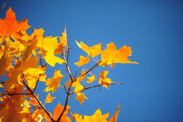 stock image Maple leaves