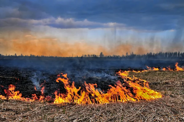 Branden Droog Gras Het Veld — Stockfoto