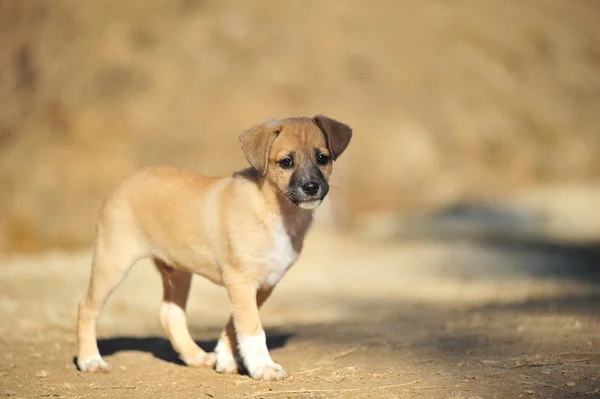 Small brown amusing puppy — Stock Photo, Image