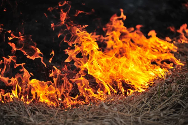 Сжигание Сухой Травы Поле — стоковое фото