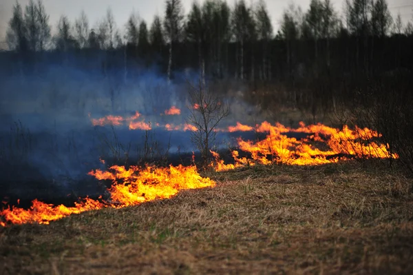 Brennende tørt gress – stockfoto