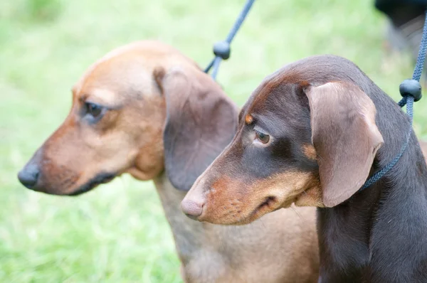 Brown dachshund — Stock Photo, Image