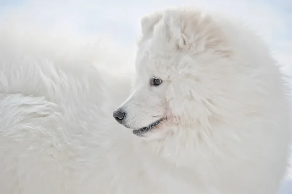 Samoyed dog — Stockfoto