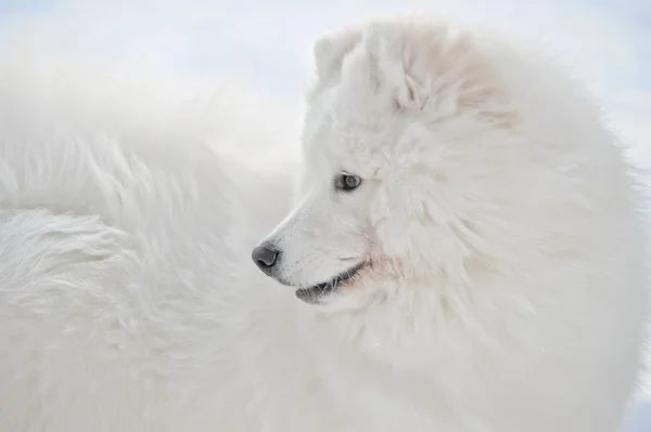 Samoyed σκυλί — Φωτογραφία Αρχείου