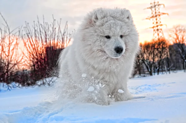 北のサモエド犬 雪の白の奇跡 — ストック写真