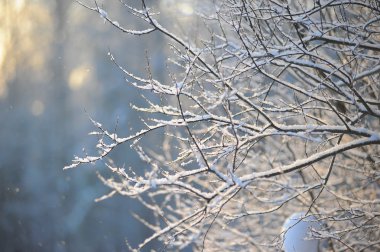 Close up view of winter nature clipart