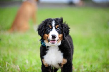 Puppy Bernese mountain dog clipart