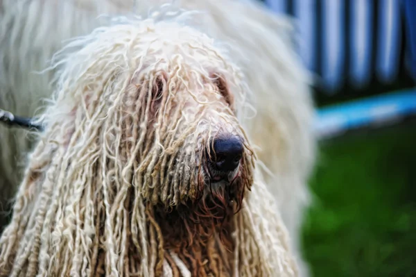 stock image Komondor - a Hungarian sheep-dog