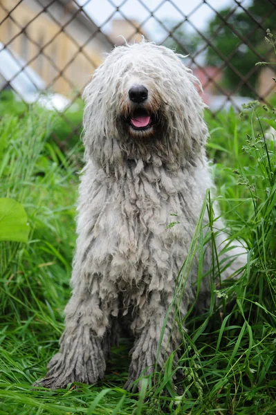 stock image Komondor