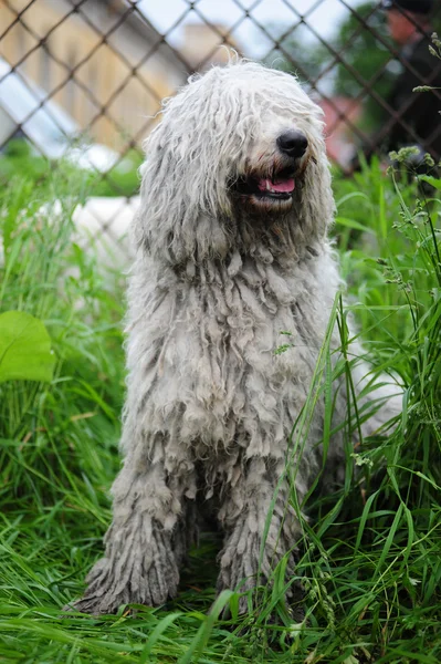 stock image Komondor - a Hungarian sheep-dog