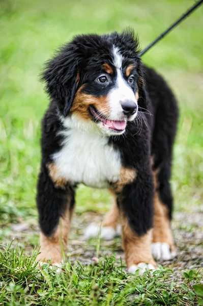 Puppy Bernese Bernese Berghond — Stockfoto