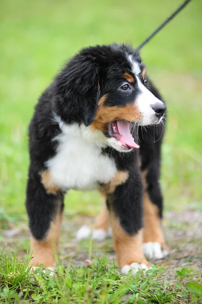 Welpe Bernese Mountain Dog — Stockfoto