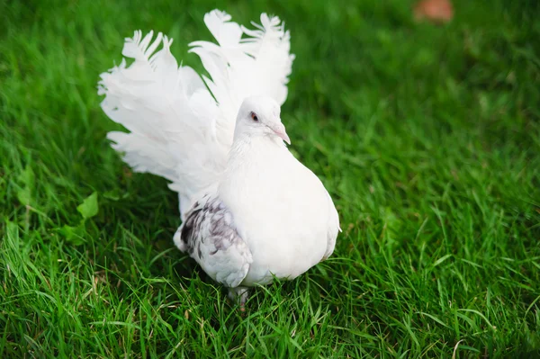 stock image White dove on the green grass