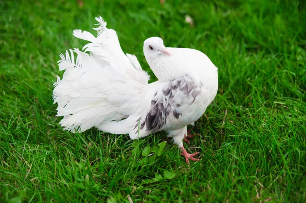 stock image White dove