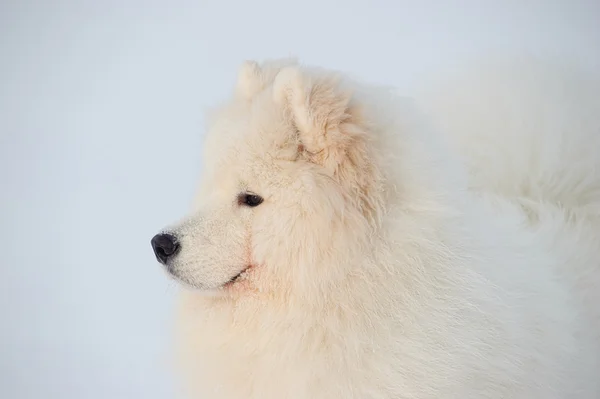 Samoyed Dog Snow White Miracle North — Stock Photo, Image