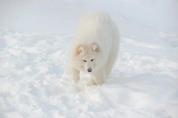 Északi Szamojéd Kutya Hófehér Csoda — Stock Fotó