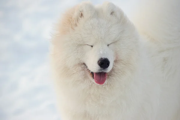 Samoyed dog — Stockfoto