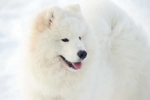 Samoyed Pies Śnieżnobiała Cud Północy — Zdjęcie stockowe