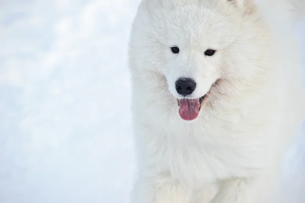 Cane Samoyed Miracolo Bianco Come Neve Nord — Foto Stock