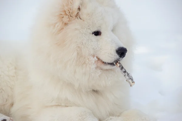 北のサモエド犬 雪の白の奇跡 — ストック写真
