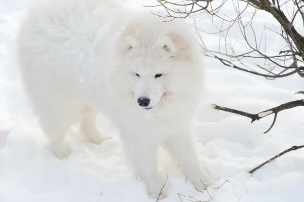 Samoyed Σκυλί Χιονάτης Θαύμα Του Βορρά — Φωτογραφία Αρχείου
